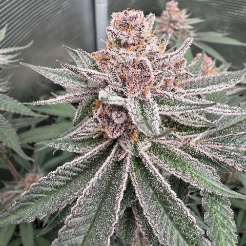 Super Buff Cherry #26  (4) growlog timeline photo