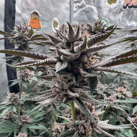 Super Buff Cherry #26  (4) growlog timeline photo