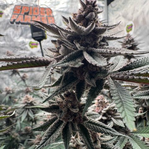 Super Buff Cherry #26  (4) growlog timeline photo
