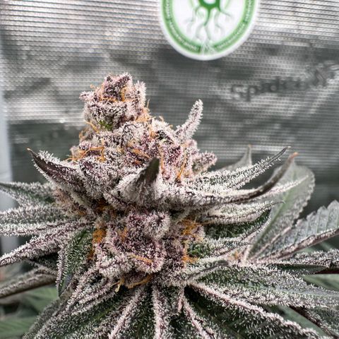 Super Buff Cherry #26  (4) growlog timeline photo
