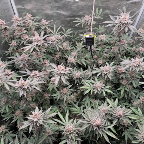 Super Buff Cherry #26  (4) growlog timeline photo