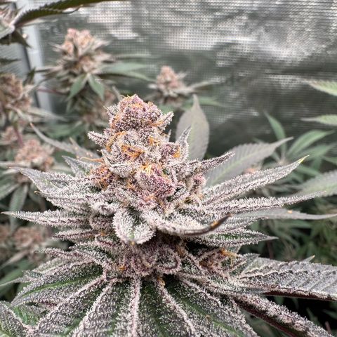 Super Buff Cherry #26  (4) growlog timeline photo