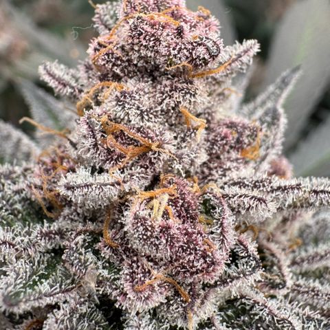 Super Buff Cherry #26  (4) growlog timeline photo