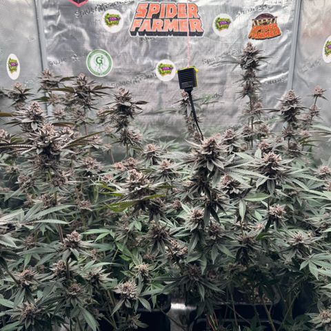Super Buff Cherry #26  (4) growlog timeline photo