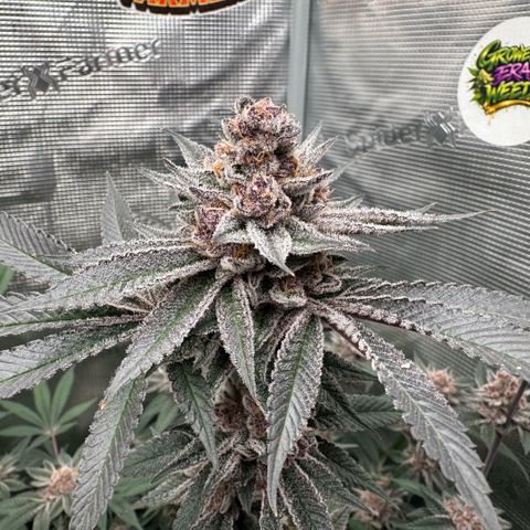 Super Buff Cherry #26  (4) growlog timeline photo