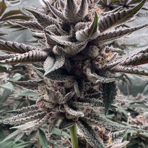 Super Buff Cherry #26  (4) growlog timeline photo
