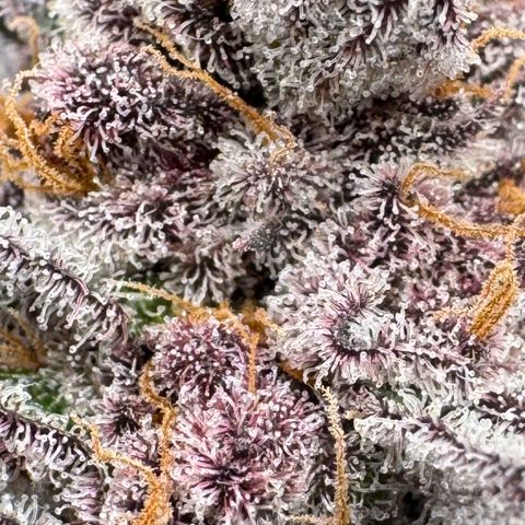 Super Buff Cherry #26  (4) growlog timeline photo
