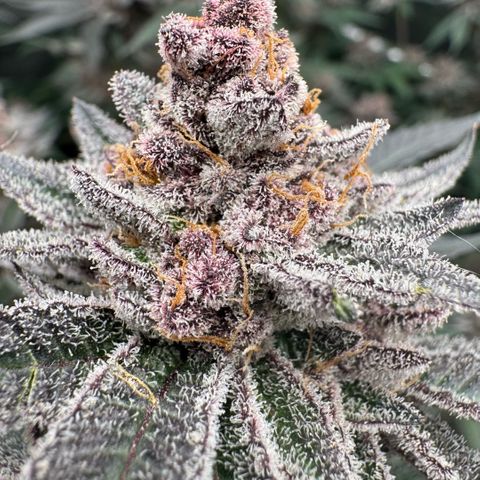 Super Buff Cherry #26  (4) growlog timeline photo