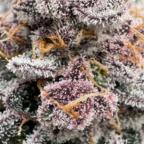 Super Buff Cherry #26  (4) growlog timeline photo