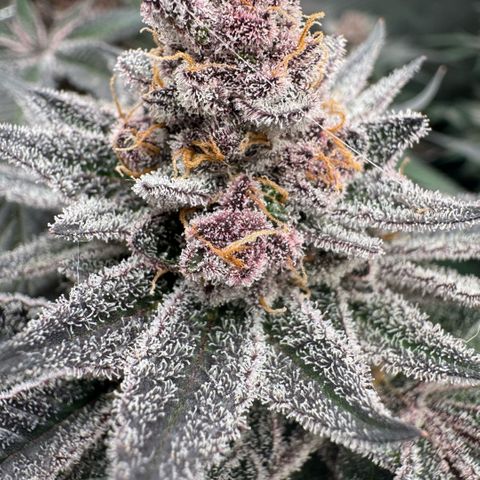 Super Buff Cherry #26  (4) growlog timeline photo