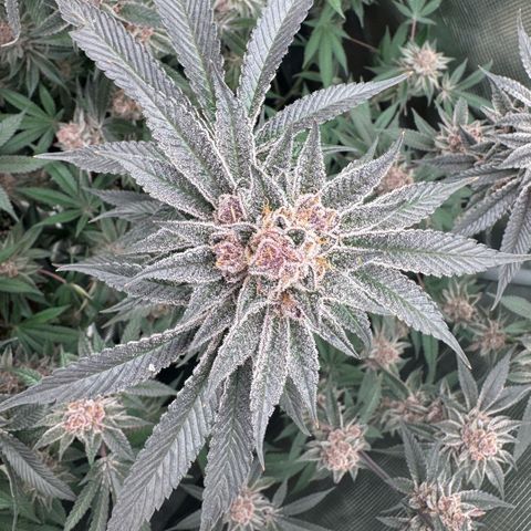 Super Buff Cherry #26  (4) growlog timeline photo