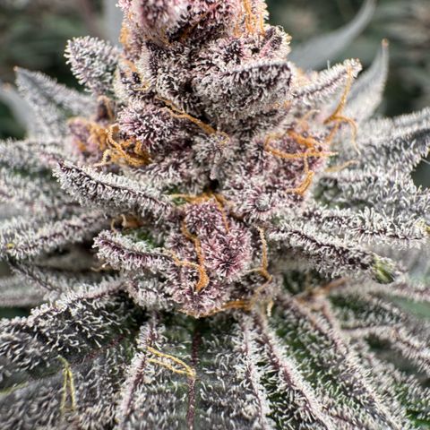 Super Buff Cherry #26  (4) growlog timeline photo