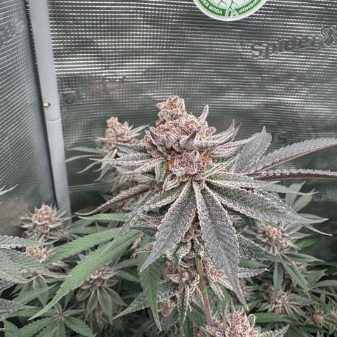 Super Buff Cherry #26  (4) growlog timeline photo