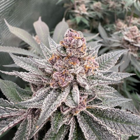 Super Buff Cherry #26  (4) growlog timeline photo