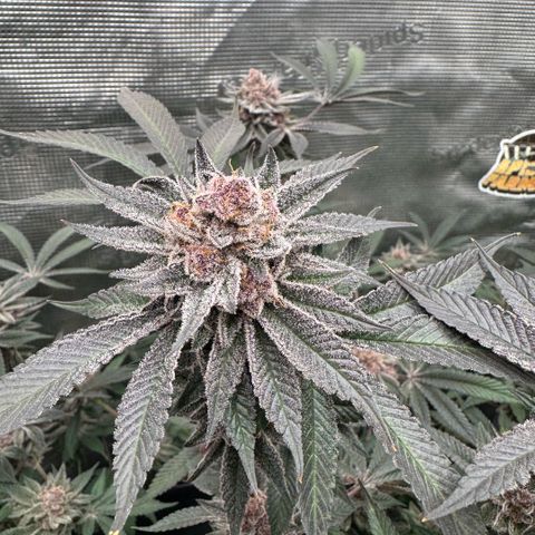 Super Buff Cherry #26  (4) growlog timeline photo
