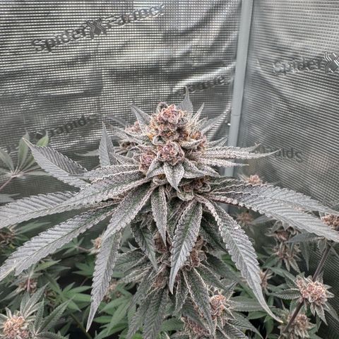 Super Buff Cherry #26  (4) growlog timeline photo