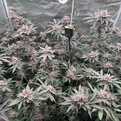 Super Buff Cherry #26  (4) growlog timeline photo