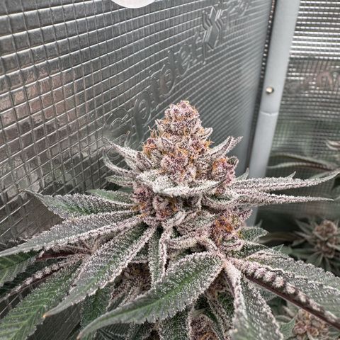 Super Buff Cherry #26  (4) growlog timeline photo