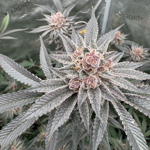 Super Buff Cherry #26  (4) growlog timeline photo