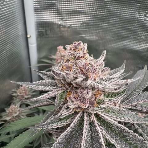 Super Buff Cherry #26  (4) growlog timeline photo