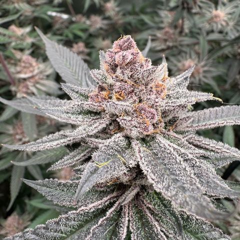Super Buff Cherry #26  (4) growlog timeline photo
