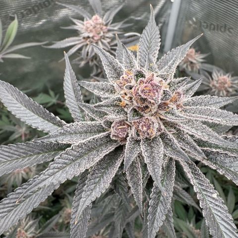 Super Buff Cherry #26  (4) growlog timeline photo