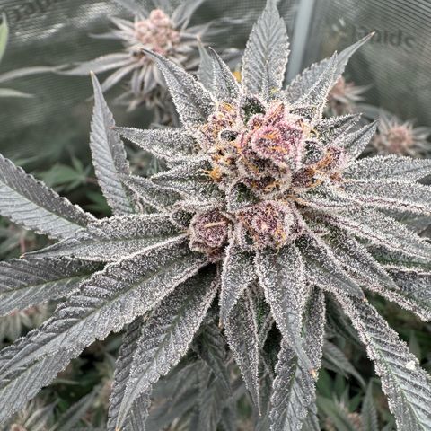 Super Buff Cherry #26  (4) growlog timeline photo