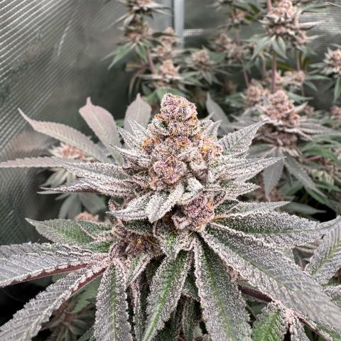 Super Buff Cherry #26  (4) growlog timeline photo