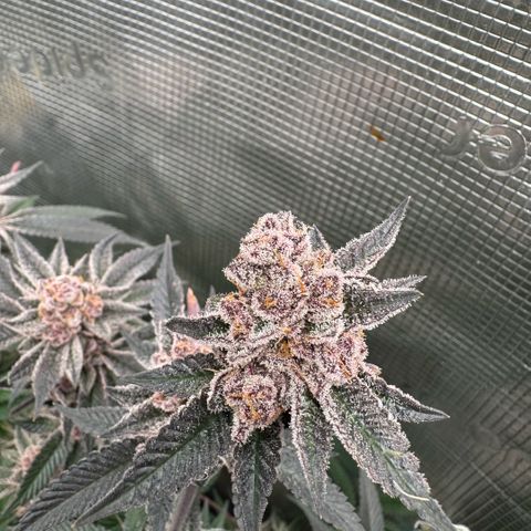 Super Buff Cherry #26  (4) growlog timeline photo