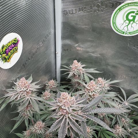 Super Buff Cherry #26  (4) growlog timeline photo