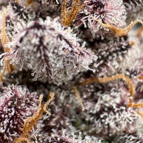 Super Buff Cherry #26  (4) growlog timeline photo