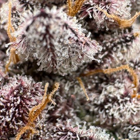 Super Buff Cherry #26  (4) growlog timeline photo