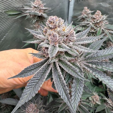 Super Buff Cherry #26  (4) growlog timeline photo
