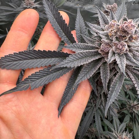 Super Buff Cherry #26  (4) growlog timeline photo