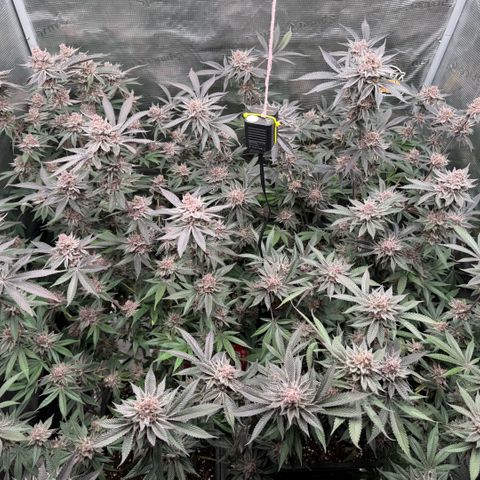 Super Buff Cherry #26  (4) growlog timeline photo