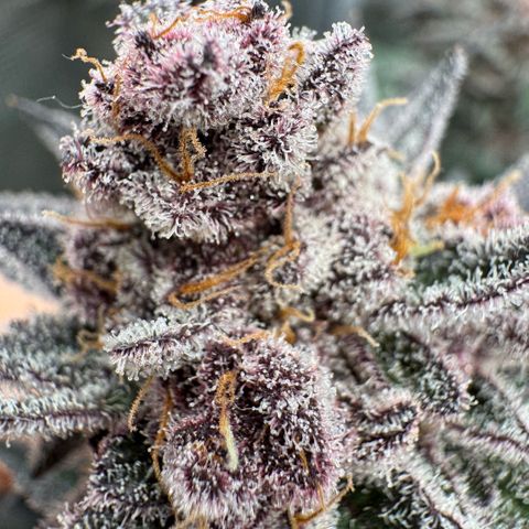Super Buff Cherry #26  (4) growlog timeline photo