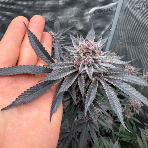Super Buff Cherry #26  (4) growlog timeline photo
