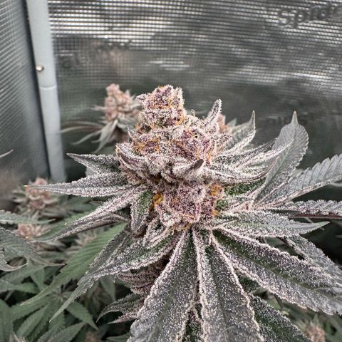 Super Buff Cherry #26  (4) growlog timeline photo