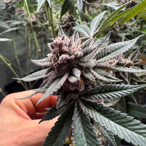 Super Buff Cherry #26  (4) growlog timeline photo
