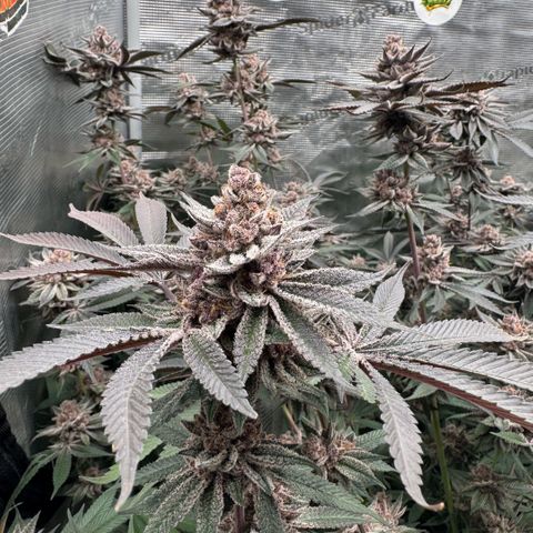Super Buff Cherry #26  (4) growlog timeline photo