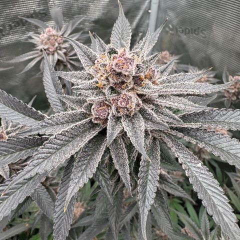 Super Buff Cherry #26  (4) growlog timeline photo