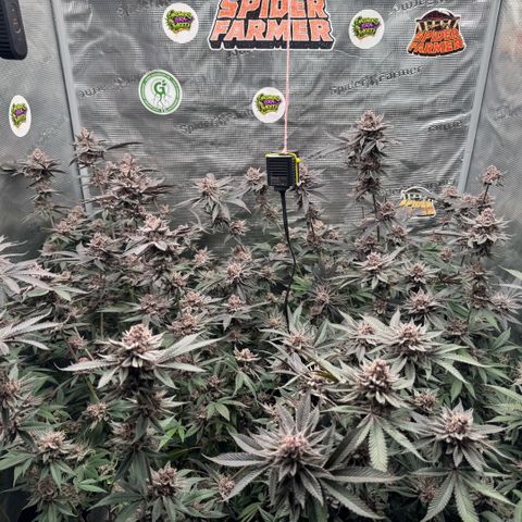 Super Buff Cherry #26  (4) growlog timeline photo
