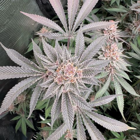 Super Buff Cherry #26  (4) growlog timeline photo