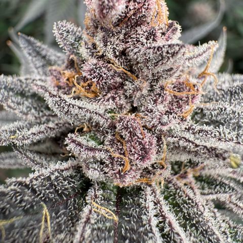 Super Buff Cherry #26  (4) growlog timeline photo