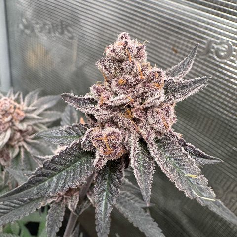 Super Buff Cherry #26  (4) growlog timeline photo