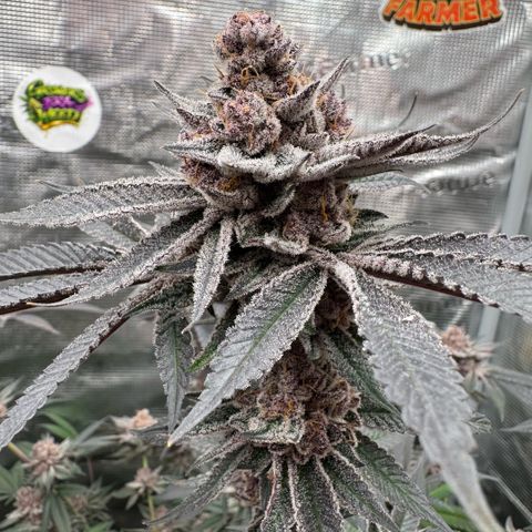 Super Buff Cherry #26  (4) growlog timeline photo