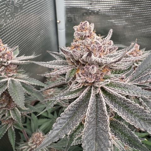 Super Buff Cherry #26  (4) growlog timeline photo