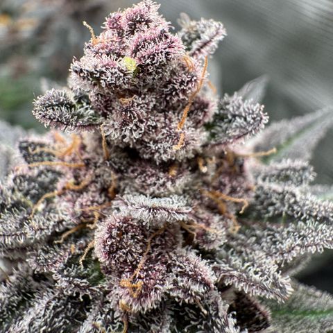 Super Buff Cherry #26  (4) growlog timeline photo