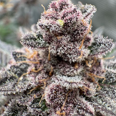 Super Buff Cherry #26  (4) growlog timeline photo