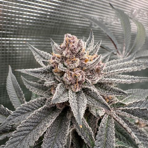 Super Buff Cherry #26  (4) growlog timeline photo